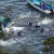 Una atroz matanza de delfines en una bahía de Japón