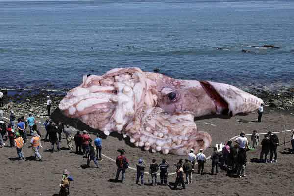 Calamares radiactivos gigantes en California, y la proliferación de falsos mutantes de Fukushima