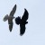 Los halcones persiguen a sus presas usando camuflaje de movimiento