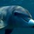 Captan a delfines drogándose con toxinas de peces globo
