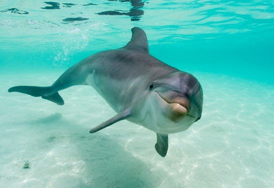 Delfín quedó atrapado en redes de pescadores y fue sacrificado