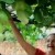 Tarapoto: Crecen frutos con formas eróticas