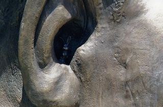 ¿Qué hace un conejo en la oreja de una estatua de Mandela?