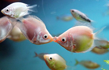 Los peces se comunican