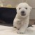 VIDEO: Primeros pasos de un oso polar bebé conmueven en internet