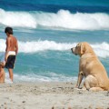 ¿A qué riesgos nos exponemos si hay mascotas en la playa?