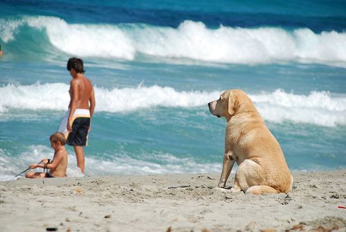 ¿A qué riesgos nos exponemos si hay mascotas en la playa?