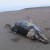 Piura: hallan una ballena, delfines y lobos marinos muertos en Sechura