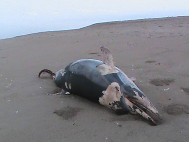 Piura: hallan una ballena, delfines y lobos marinos muertos en Sechura
