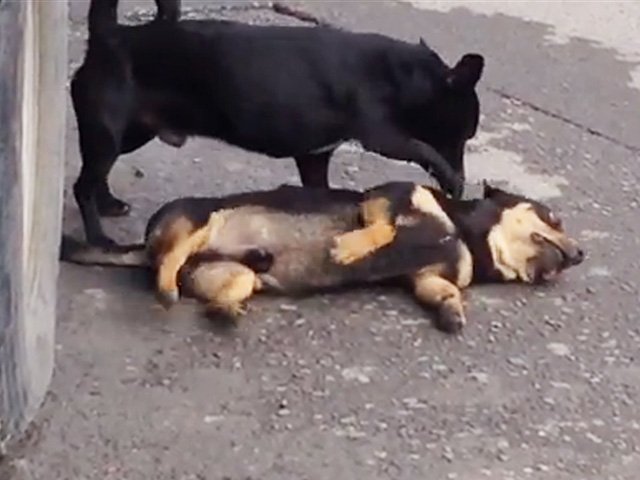 VIDEO: Perro trata de revivir a su amigo muerto