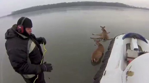 VIDEO: Conmovedora misión de rescate de unos ciervos atrapados en el hielo