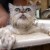 FOTOS: Mira las expresiones de estos gatos después de un baño
