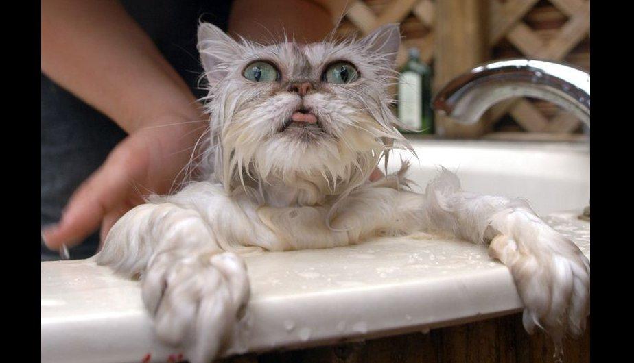 FOTOS: Mira las expresiones de estos gatos después de un baño