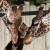 Zoológico danés mata jirafa bebe y se lo da de comer a leones