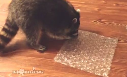 VIDEO: Mira como este mapache no puede parar de reventar burbujas de plástico