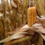 La UE aprueba el cultivo de un nuevo maíz transgénico pese al rechazo de 19 países