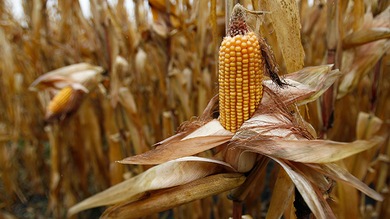 La UE aprueba el cultivo de un nuevo maíz transgénico pese al rechazo de 19 países
