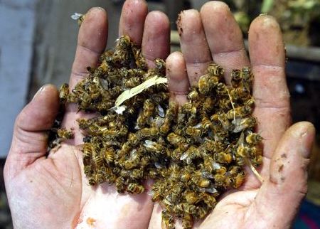 Las abejas caen como moscas: ¿Señal en el aire de una próxima una extinción humana?