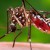 Los nazis pretendían usar mosquitos como arma biológica para transmitir la malaria