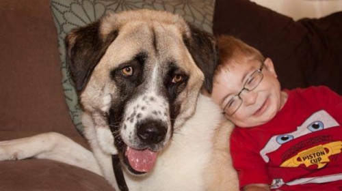 VIDEO: El “amor en estado puro” entre un niño discapacitado y un perro de tres patas