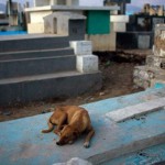Trágica muerte de un perro argentino que pasó 9 años junto a la tumba de su dueño