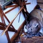 Una familia en Santiago de Chile se despierta con un puma en su cocina