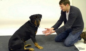 ¿Cómo reaccionan los perros a los trucos de magia?