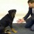 VIDEO: ¿Cómo reaccionan los perros a los trucos de magia?