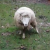 VIDEO: Conozca a la oveja que se cree perro