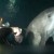 VIDEO: Mira como un delfín herido se acerca a buceador para que lo ayude