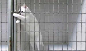 Gato intentando abrir la jaula.
