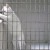 VIDEO: Gato que asombra con su habilidad para abrir jaulas en un boom en YouTube