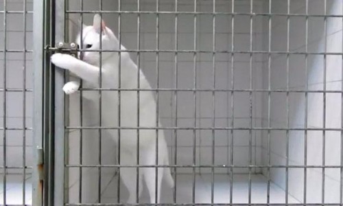 VIDEO: Gato que asombra con su habilidad para abrir jaulas en un boom en YouTube