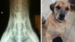 La foto de un perro que sobrevivió a más de 50 disparos se hace viral.