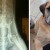 La foto de un perro que sobrevivió a más de 50 disparos se hace viral.