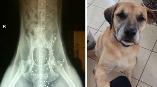 La foto de un perro que sobrevivió a más de 50 disparos se hace viral