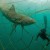 Pesquerías de EE.UU. matan miles de especies protegidas y en peligro de extinción