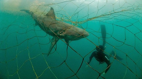 Pesquerías de EE.UU. matan miles de especies protegidas y en peligro de extinción