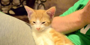 Tierno gatito que lucha contra el sueño en viral en YouTube.