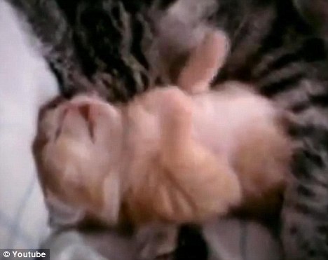 VIDEO: Gatito teniendo pesadillas es calmado por su mamá y cautiva a los cibernautas