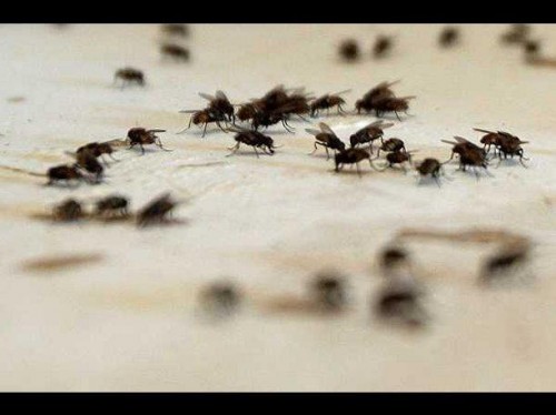 ¡Sorprendente! Australia: Turista perdido sobrevivió comiendo moscas