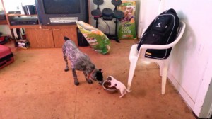 Perrito que defiende su comida ferozmente en viral en YouTube.
