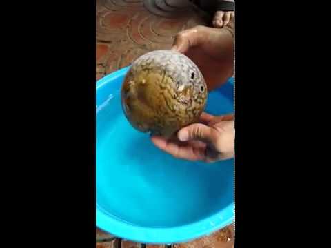 VIDEO: ¿Había visto cómo se infla un pez globo para defenderse?