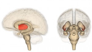 Costumbres peligrosas que perjudican al cerebro.