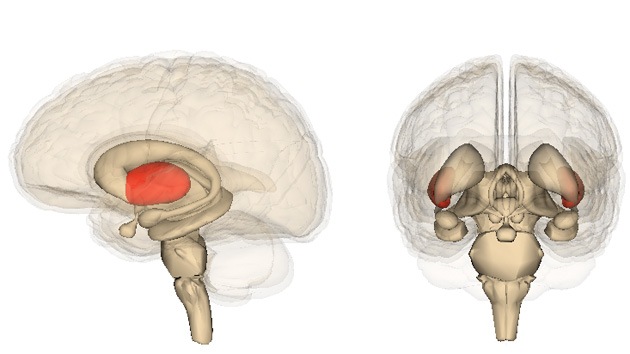 Mala cabeza: Costumbres peligrosas que perjudican al cerebro