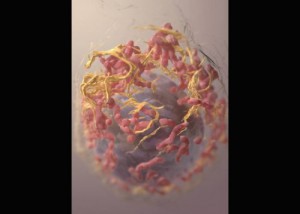 El descubrimiento puede servir para la prevención de algunos tipos de cáncer.