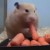 Hambriento hámster que se devora cinco zanahorias en segundos es furor en YouTube.