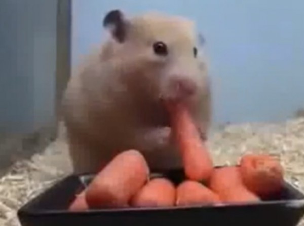 VIDEO: Hambriento hámster que se devora cinco zanahorias en segundos es furor en YouTube