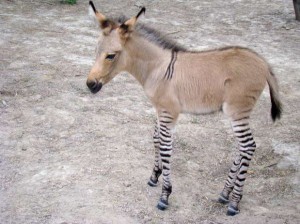 Khumba nació gracias a que Rayas, la madre, se apareó con Ignacio, un burro albino.