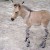 Khumba nació gracias a que Rayas, la madre, se apareó con Ignacio, un burro albino.